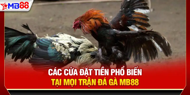 Các cửa đặt tiền phổ biến tại mọi trận đá gà MB88