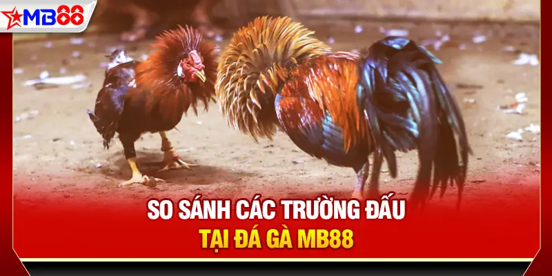 So sánh các trường đấu tại đá gà MB88
